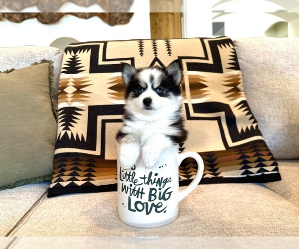 Medium Photo #4  Breeder Profile in CAVE CREEK, AZ, USA