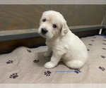 Small #17 Breeder Profile image