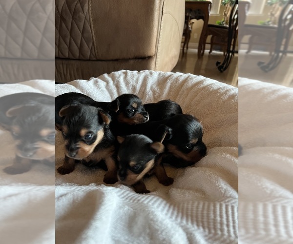Medium Photo #8  Breeder Profile in FRESNO, CA, USA