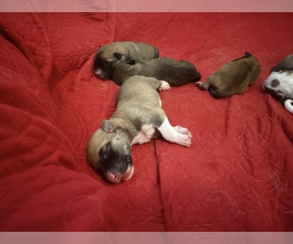 Medium Photo #45  Breeder Profile in LULING, TX, USA