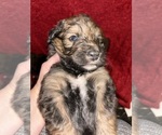 Small #2 Breeder Profile image