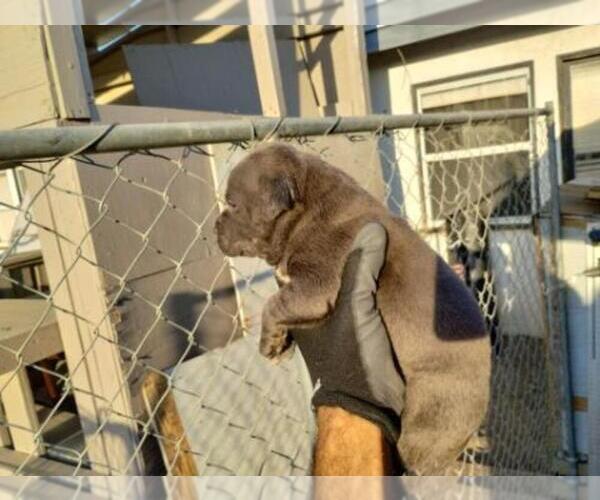 Medium Photo #1  Breeder Profile in SAN BERNARDINO, CA, USA