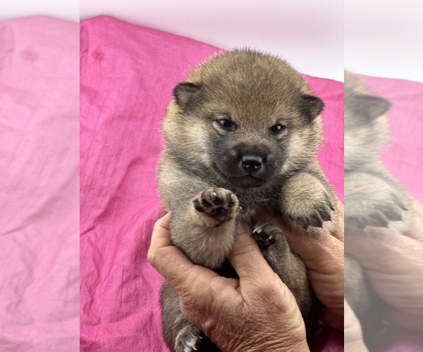 Medium Photo #1  Breeder Profile in WITTMANN, AZ, USA