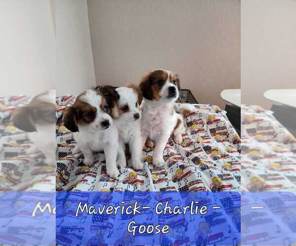 Medium Photo #1  Breeder Profile in ANTLERS, OK, USA