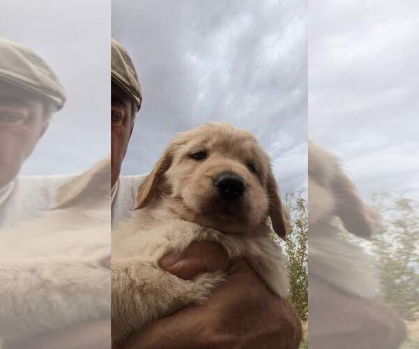 Medium Photo #8  Breeder Profile in LAS CRUCES, NM, USA