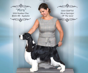 English Springer Spaniel Dog Breeder near DENTON, TX, USA