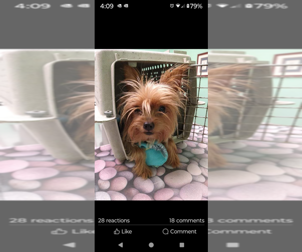 Medium Photo #1  Breeder Profile in BROCKPORT, PA, USA