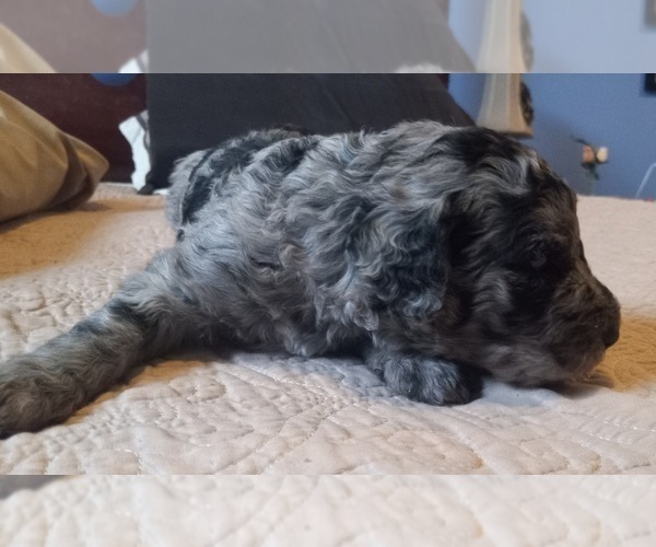 Medium Photo #5  Breeder Profile in JEFFERSONTOWN, KY, USA