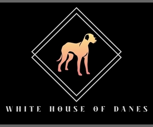 Great Dane Dog Breeder near BATAVIA, NY, USA