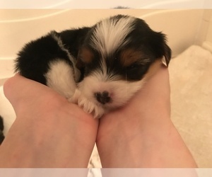 Biewer Terrier-Poo-Shi Mix Dog Breeder in SENECA,  USA