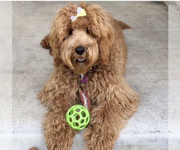 Medium Photo #33  Breeder Profile in BALDWIN HILLS, CA, USA