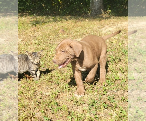 Medium Photo #14  Breeder Profile in HARDINSBURG, IN, USA