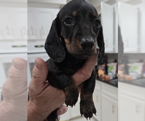 Dachshund Dog Breeder near HOUSTON, TX, USA