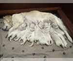 Small #8 Breeder Profile image