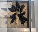 Small #6 Breeder Profile image