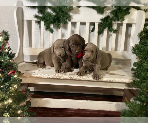 Medium Photo #2  Breeder Profile in MIDDLEBURY, IN, USA