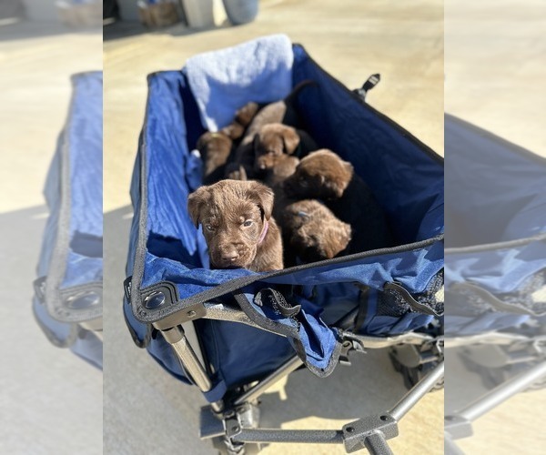 Medium Photo #1  Breeder Profile in DOTHAN, AL, USA