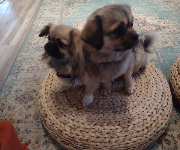 Medium Photo #1  Breeder Profile in WESTCLIFFE, CO, USA
