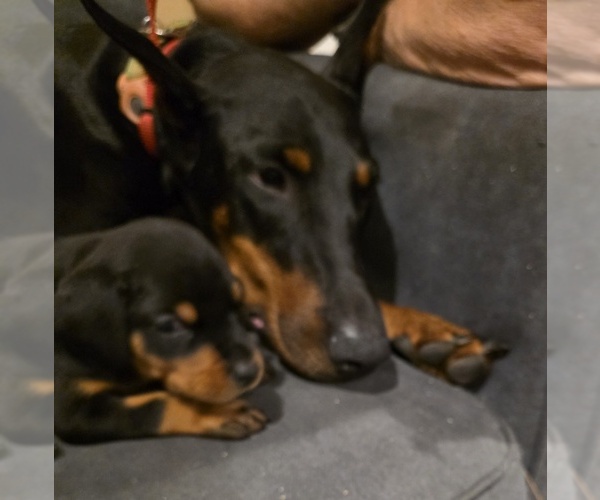Medium Photo #25  Breeder Profile in NORTH SMITHFIELD, RI, USA