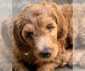 Goldendoodle Dog Breeder near CORVALLIS, OR, USA