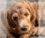 Small breeder photo