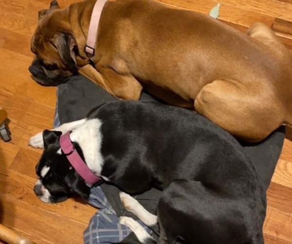 Medium Photo #1  Breeder Profile in MEMPHIS, MI, USA