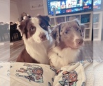 Small breeder photo