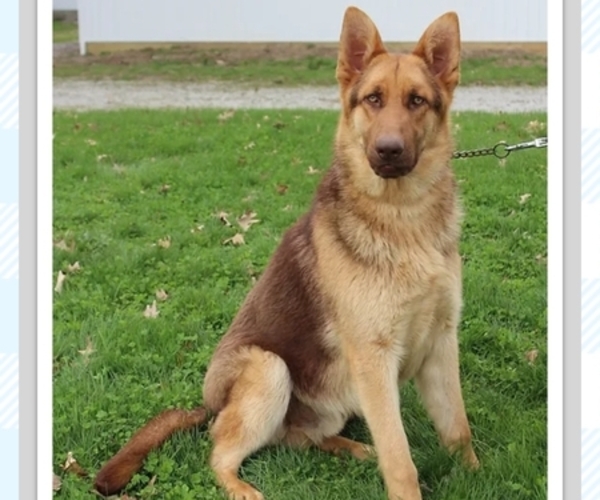 Medium Photo #1  Breeder Profile in NEW BREMEN, OH, USA