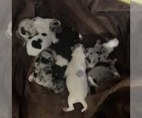 Medium Photo #5  Breeder Profile in OTHO, IA, USA