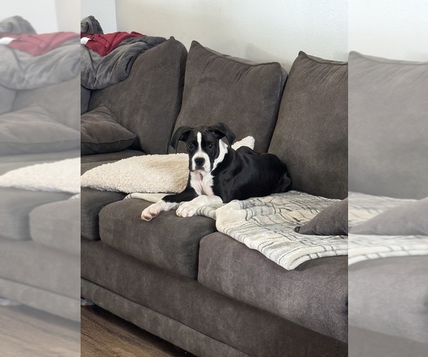 Medium Photo #6  Breeder Profile in WESTVILLE, OK, USA