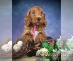Small #14 Breeder Profile image