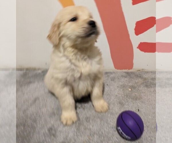 Medium Photo #1  Breeder Profile in GOODING, ID, USA
