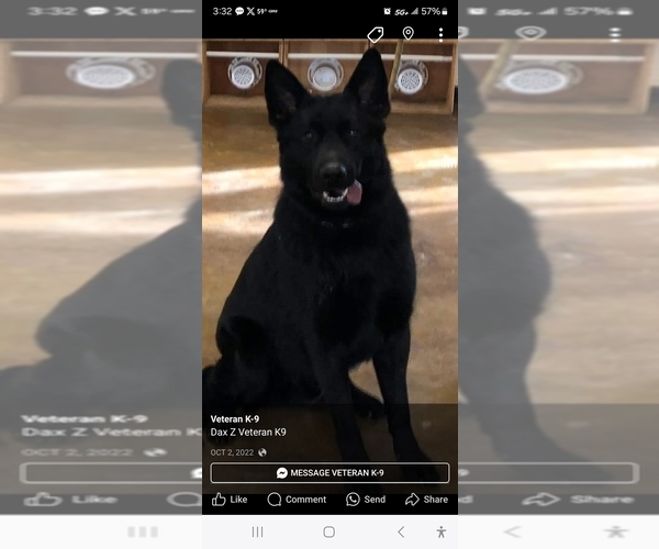 Medium Photo #1  Breeder Profile in PHILO, IL, USA