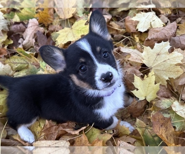 Medium Photo #3  Breeder Profile in PERKINSVILLE, VT, USA