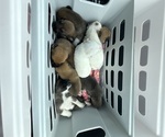 Small #12 Breeder Profile image