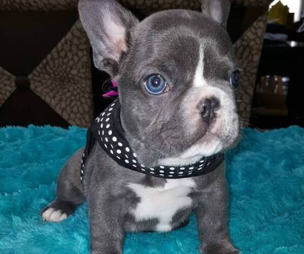 Medium Photo #33  Breeder Profile in LAS VEGAS, NV, USA