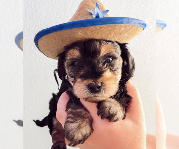 Medium Photo #1  Breeder Profile in FORGAN, OK, USA
