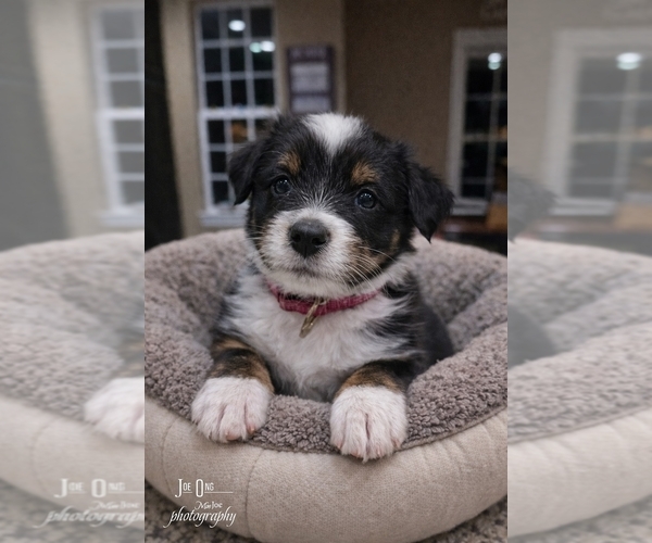 Medium Photo #3  Breeder Profile in SAINT JOHN, IN, USA