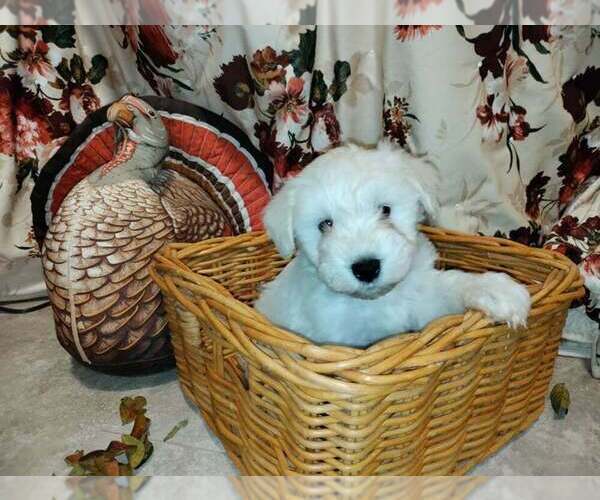 Medium Photo #1  Breeder Profile in TALBOTT, TN, USA