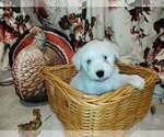 Small breeder photo