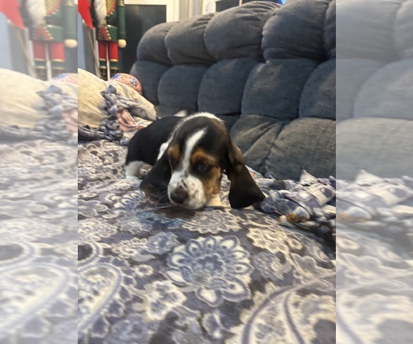 Medium Photo #5  Breeder Profile in PICKERINGTON, OH, USA