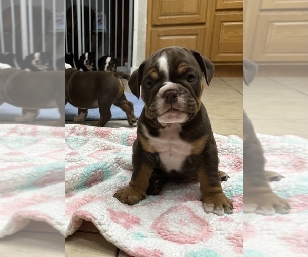 Medium Photo #1  Breeder Profile in BRADENTON, FL, USA