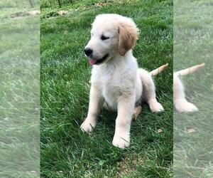 Golden Retriever Dog Breeder near AUSTIN, KY, USA