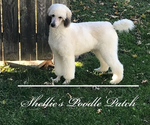 Medium Photo #1  Breeder Profile in URBANA, MO, USA