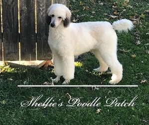 Poodle (Standard) Dog Breeder in URBANA,  USA