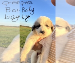 Great Pyrenees Dog Breeder near FRANKLINTON, LA, USA