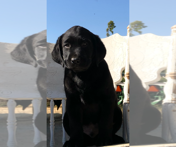 Medium Photo #19  Breeder Profile in TEMECULA, CA, USA