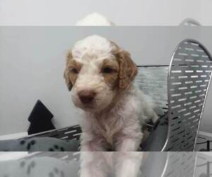 Main photo of Labradoodle Dog Breeder near SEVEN SPRINGS, NC, USA