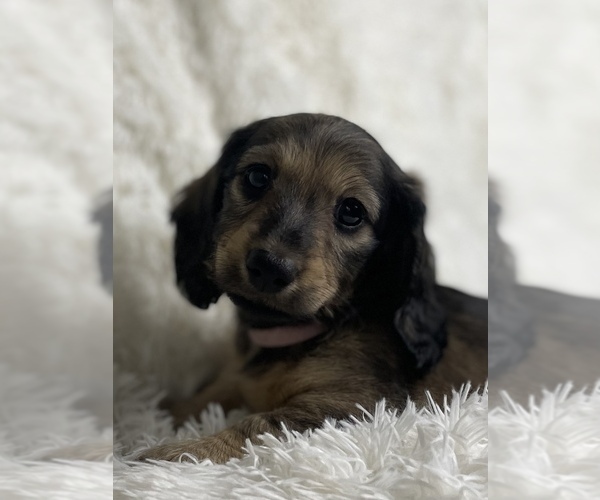 Medium Photo #9  Breeder Profile in LANEXA, VA, USA