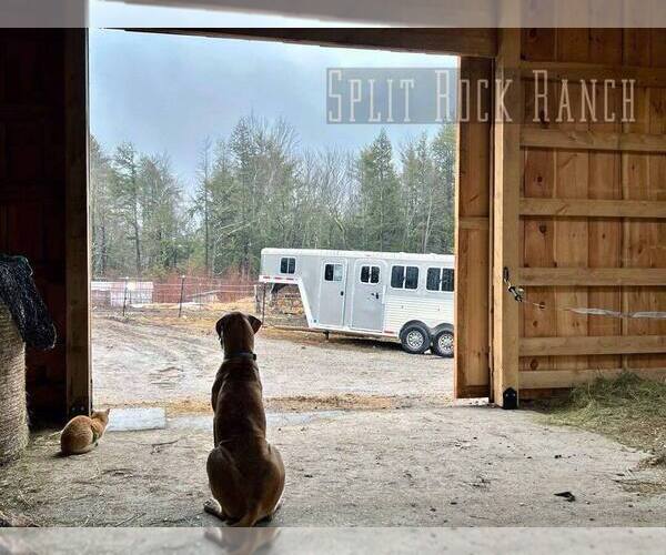 Medium Photo #4  Breeder Profile in FITZWILLIAM, NH, USA